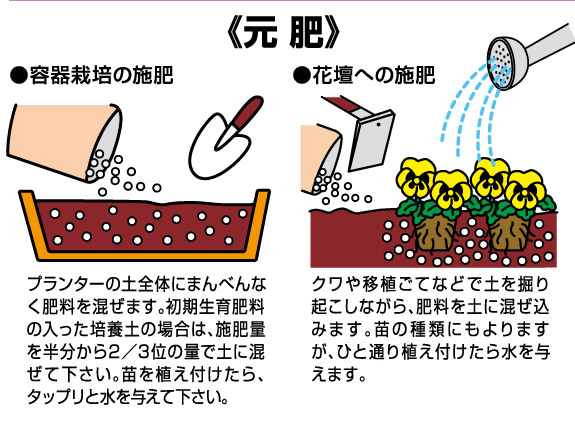 球根説明