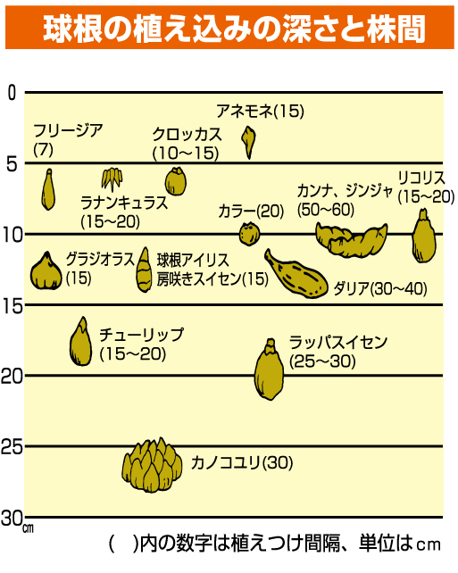 球根説明